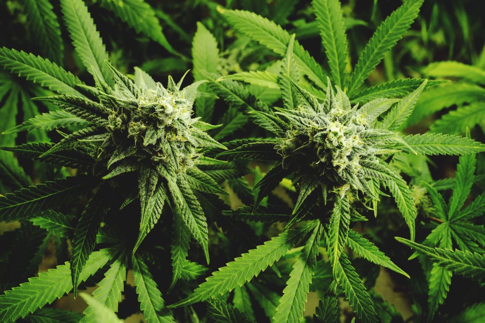 Cannabis