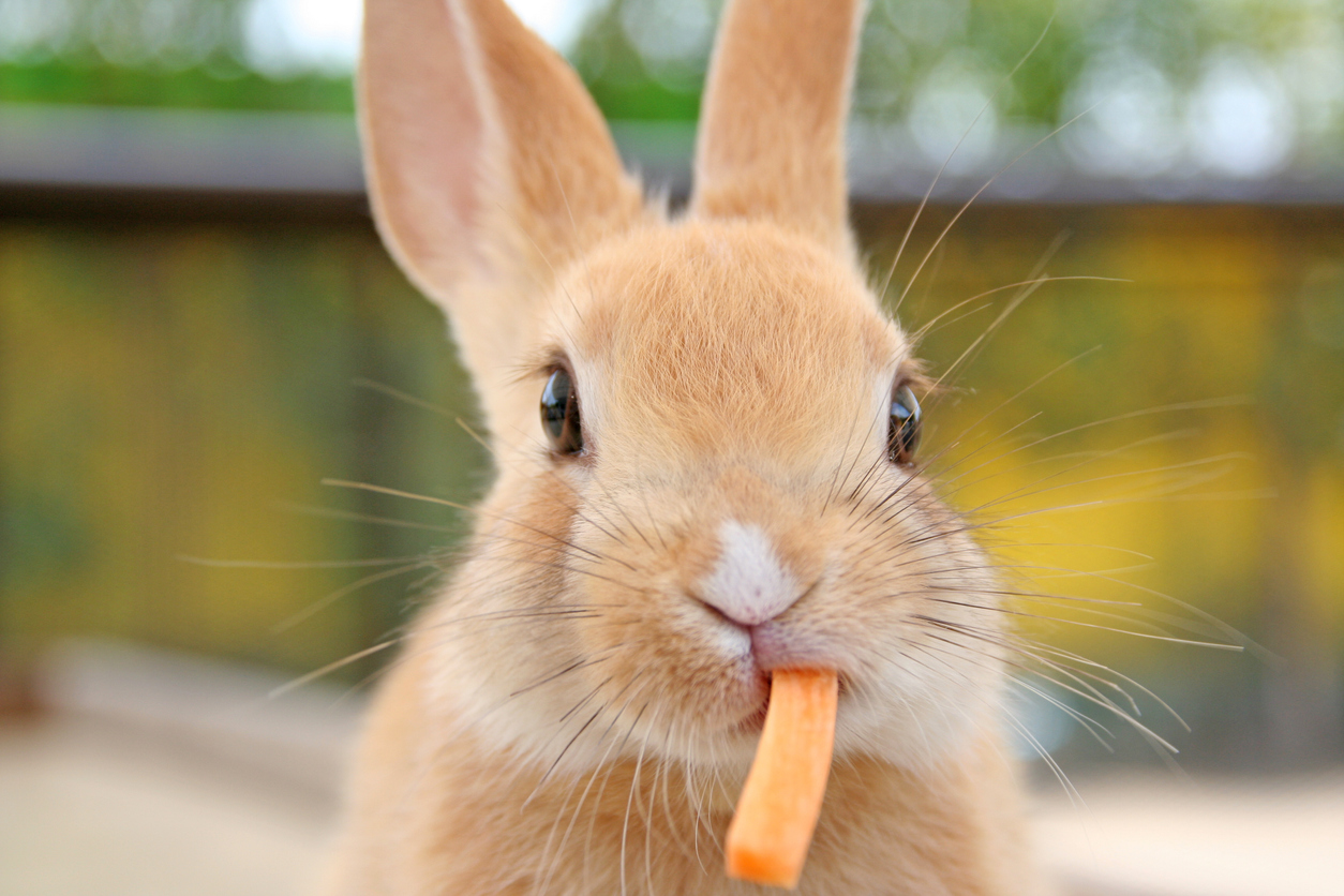Lapin