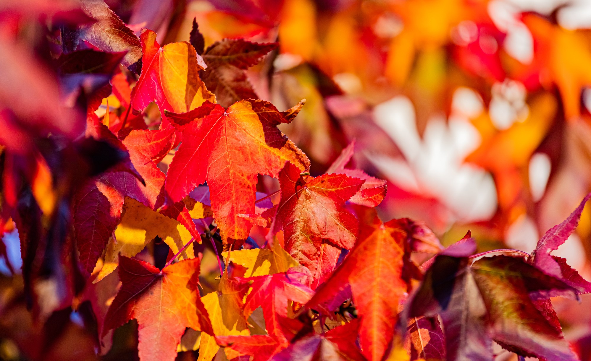 Feuilles d'érable