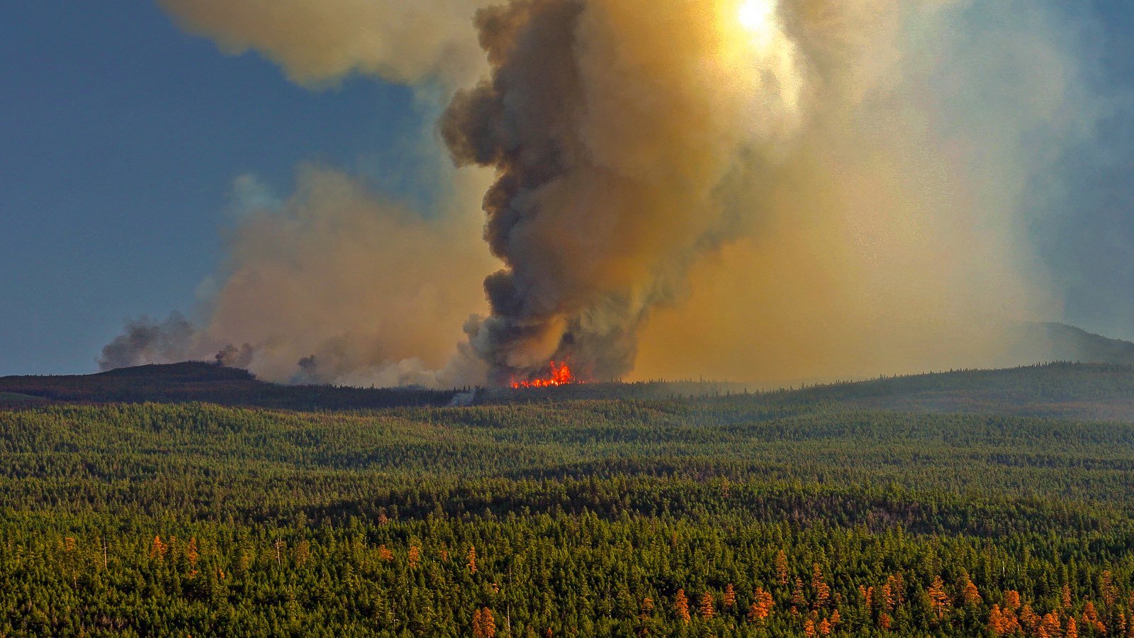 Feu de forêt ASP